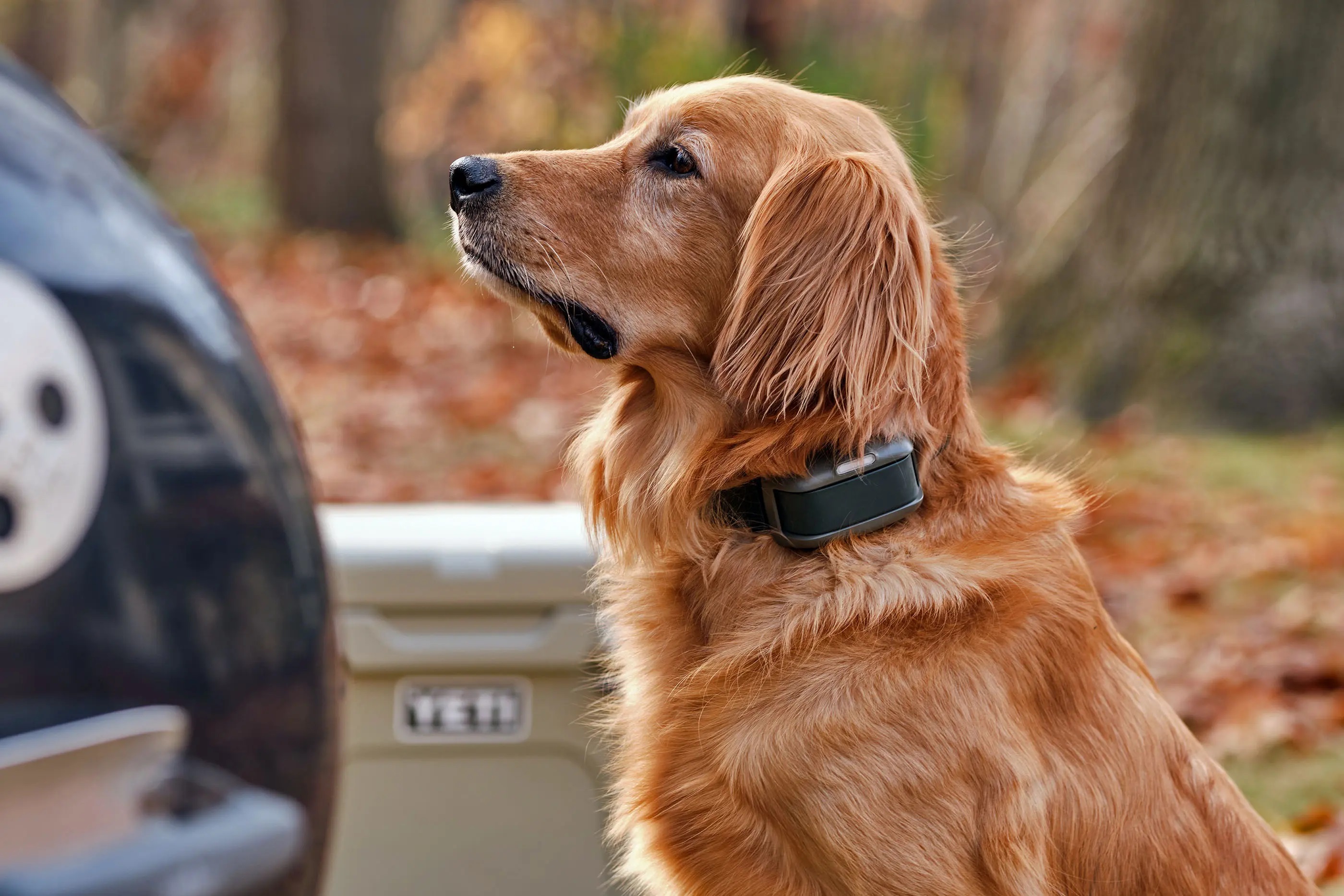 Se ha presentado la primera correa virtual para perros del mundo. Pero a los defensores de los animales no les gustará.