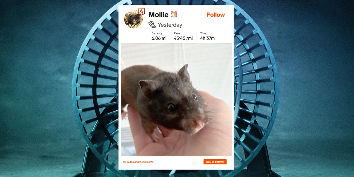 Mollie le hamster parcourt 10 km par nuit et cumule les abonnés sur Strava