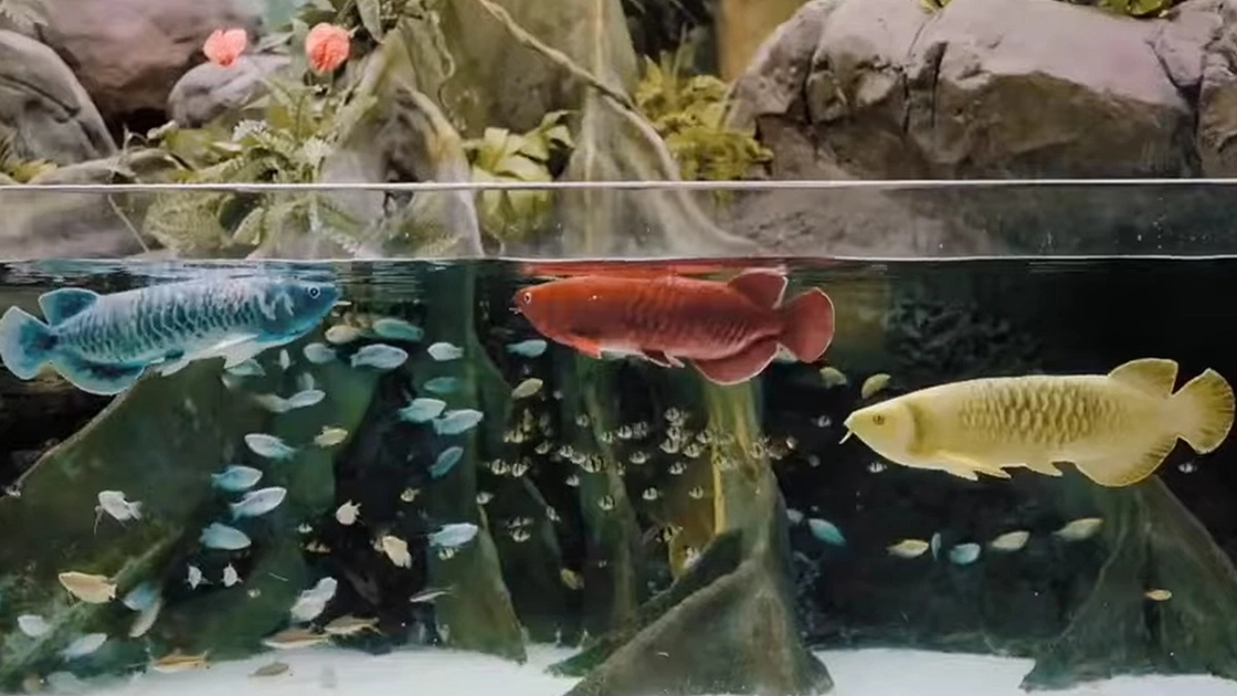 Bionic Arowanas: Досліджуючи майбутнє рибної робототехніки