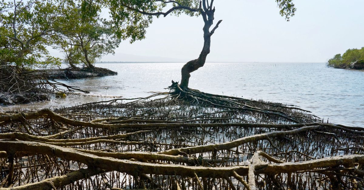 Apple mangrove preservation project expands as company seeks to protect coastal communities and the climate