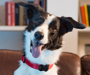 FitBark GPS Tracker psa, zdrowie i lokalizacja Śledzenie zwierząt domowych Recenzja inteligentnej obroży