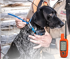 Garmin Astro 430/T 5 Dog Tracking Bundle Test