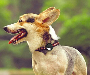 PetFon Haustier-GPS-Echtzeit-Tracking-Halsband Gerätetest Test