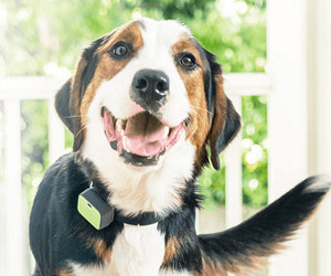 Whistle GO Explore – огляд найкращого засобу відстеження здоров’я та місцезнаходження для домашніх тварин