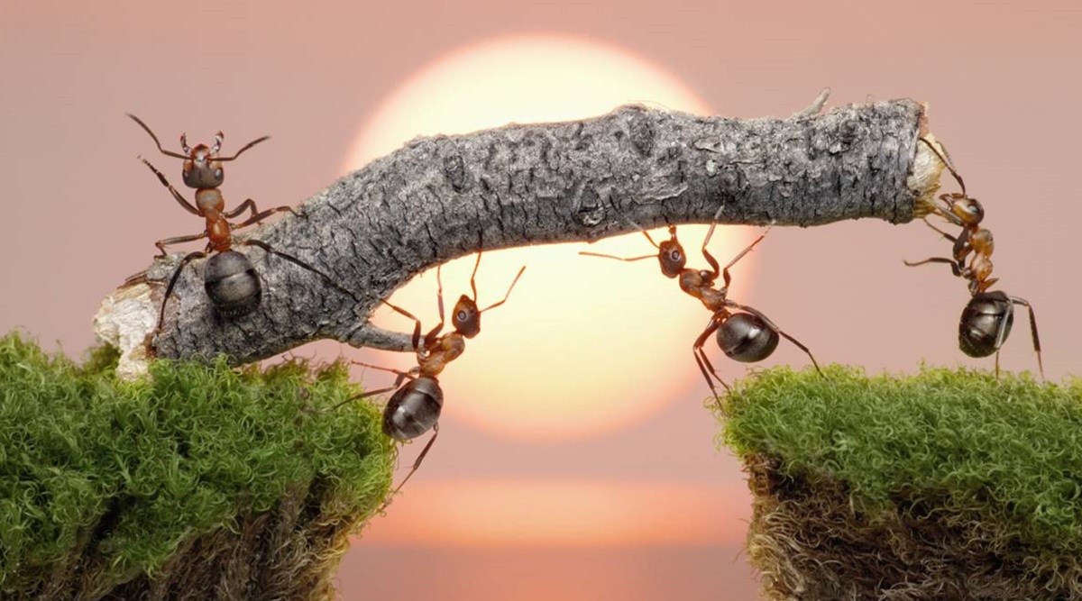 Siéntete como un insecto: se presenta el tráiler del insólito juego de estrategia Empire of the Ants