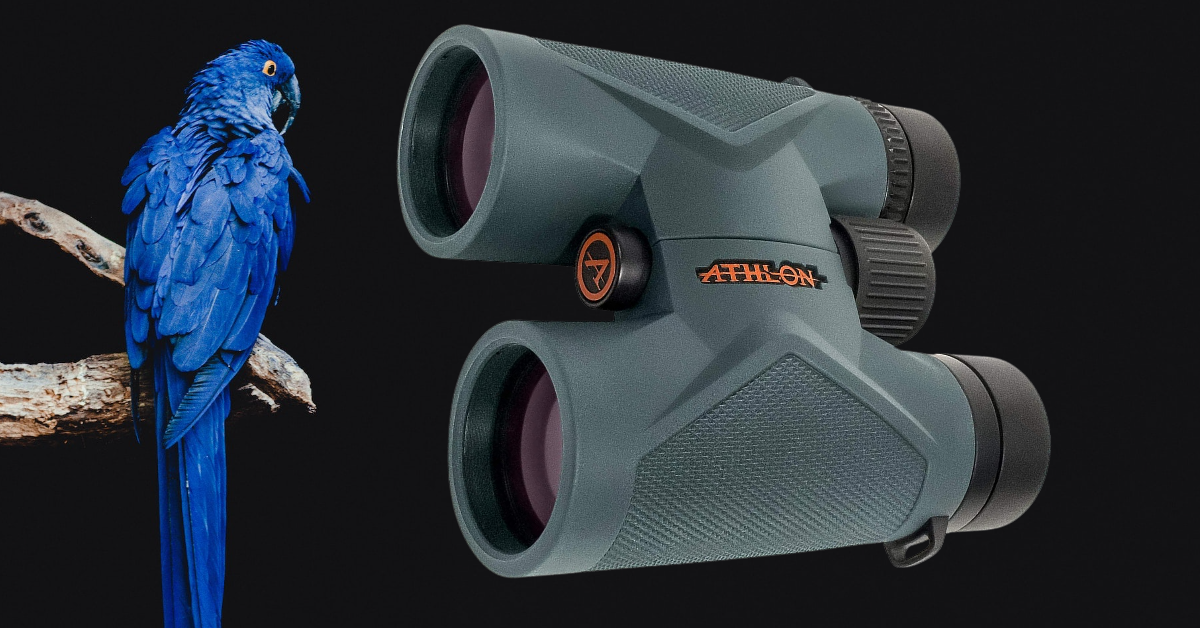 best compact binoculars for birding 2024