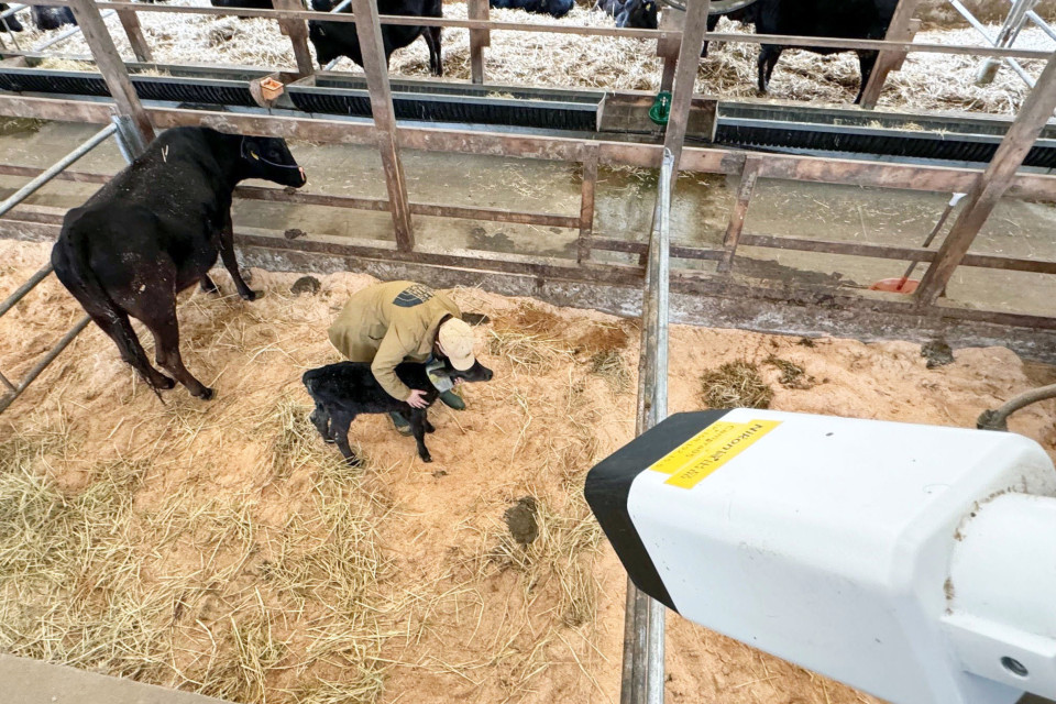 Nikon a créé un appareil photo doté d'une intelligence artificielle pour surveiller le travail des vaches.
