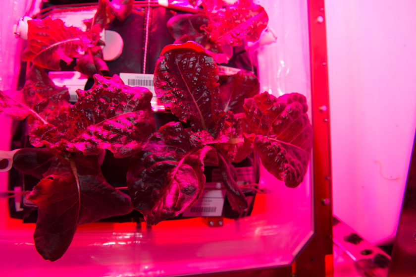 Астронавты на МКС собрали пригодный для употребления урожай космического салата