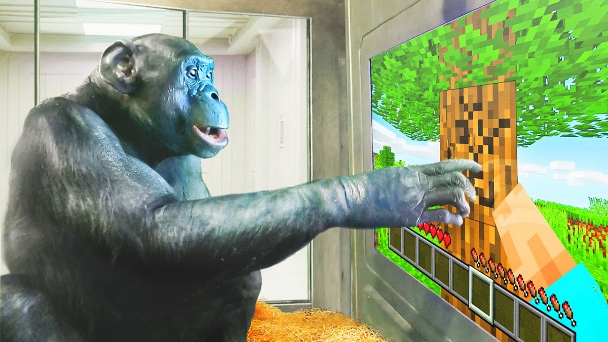 A monkey playing Minecraft - and it's no joke! A stunning video of a chimpanzee's gameplay has been published