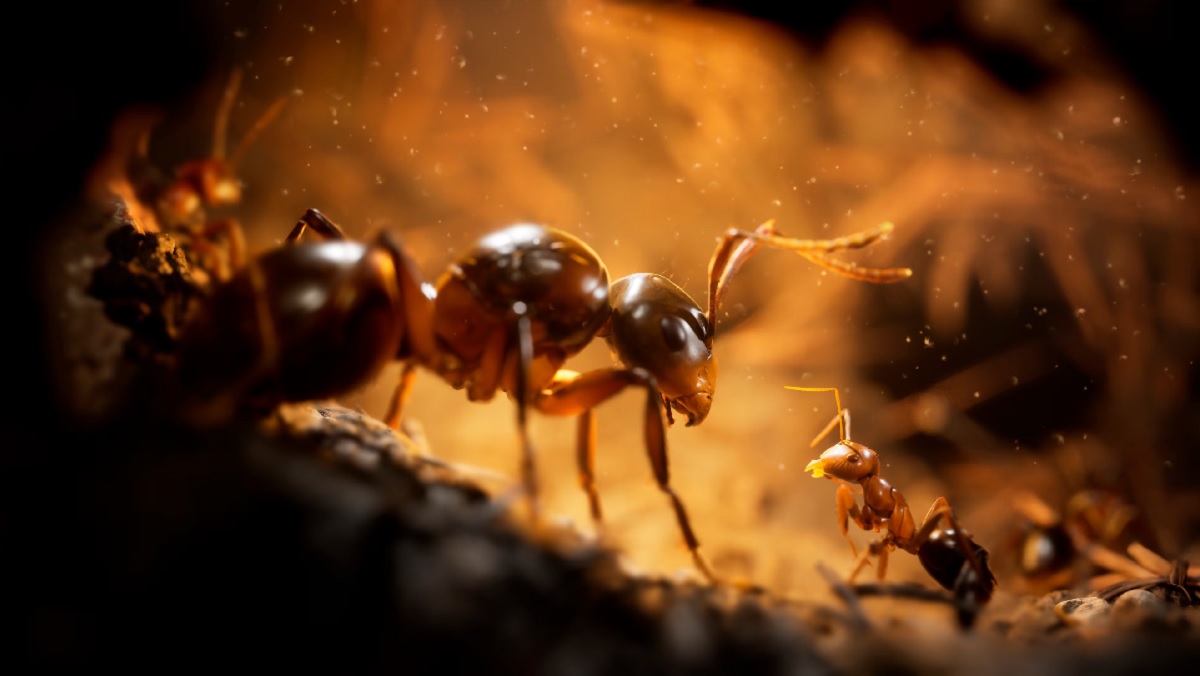 Werden Sie der 103. 683.! Das Veröffentlichungsdatum von Empire of the Ants, einem ultra-realistischen Strategiespiel in einer ungewöhnlichen Umgebung, wurde bekannt gegeben