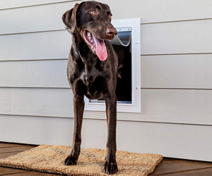 PetSafe New Wall Entry Hunde- und Katzentür im Test