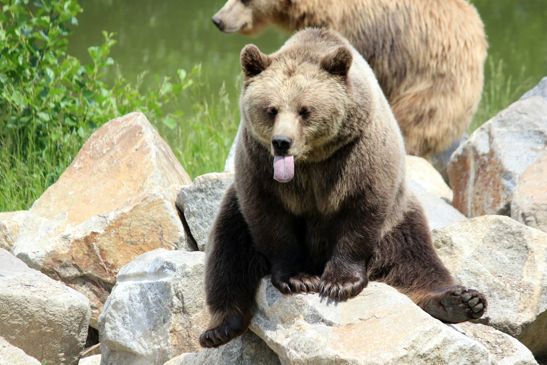 Japan will introduce AI-enabled systems to track bears