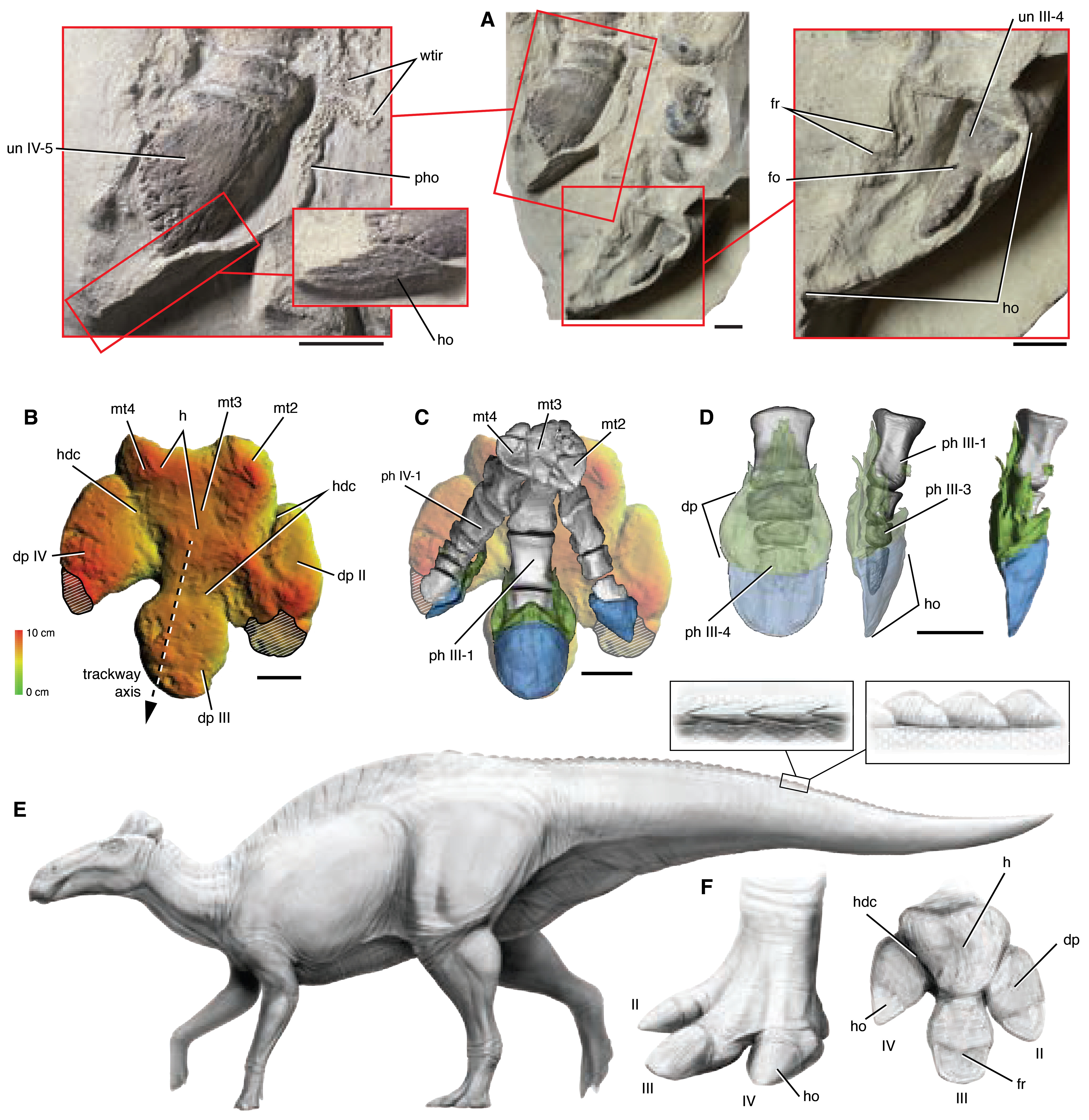 Иллюстрация Edmontosaurus annectens