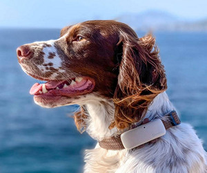Tractive LTE GPS Ortungs- und Aktivitätstracker für Hunde im Test