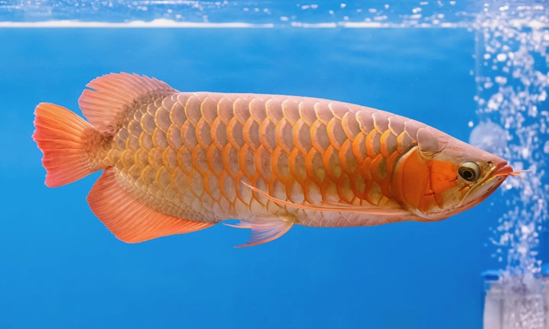 Der Bionic Arowana imitiert Aussehen und Bewegungen eines echten Arowanas mit Silikon-Haut und KI-gesteuertem Antrieb.